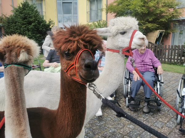 Alpakas im Seniorenzentrum Wiesentrift